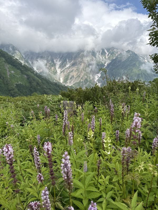 白馬的山稜隱在霧裡，坡上開滿野花